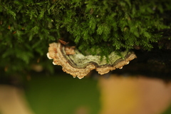 Stereum subtomentosum