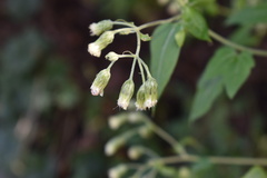Brickellia grandiflora