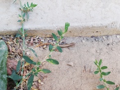 Ablepharus deserti