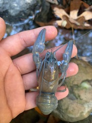 Pacifastacus leniusculus