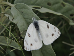 Pontia protodice