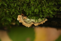 Stereum subtomentosum