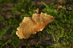 Stereum subtomentosum