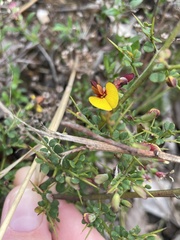 Bossiaea obcordata