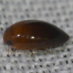 Hydrocanthus oblongus