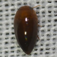 Hydrocanthus oblongus