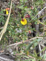 Bossiaea obcordata
