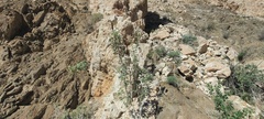 Horsfordia newberryi
