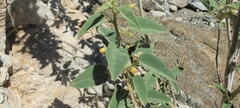 Horsfordia newberryi