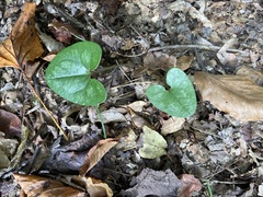 Hexastylis shuttleworthii
