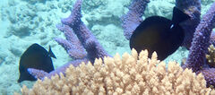 Zebrasoma scopas