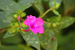 Mirabilis