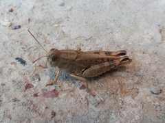 Calliptamus italicus