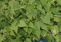 Fallopia convolvulus