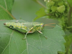 Campylacantha olivacea