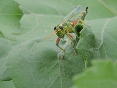 Campylacantha olivacea