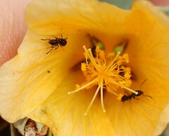 Ochetellus glaber