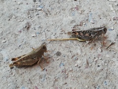 Calliptamus italicus