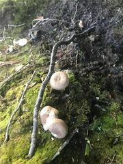 Agaricus bisporus