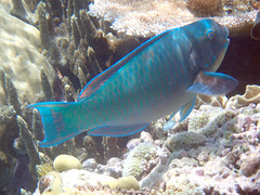 Chlorurus microrhinos