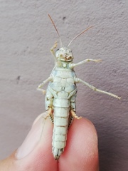 Calliptamus italicus