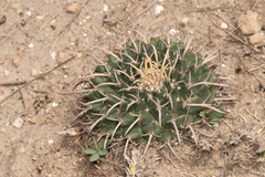 Mammillaria magnimamma
