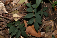 Derris involuta