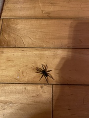 Araneae