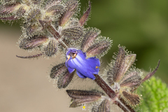 Salvia amarissima