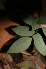 Derris involuta