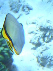 Chaetodon vagabundus