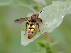 Xanthocampsomeris limosa