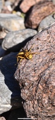 Polistes flavus