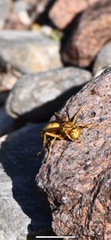 Polistes flavus