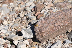Polistes flavus
