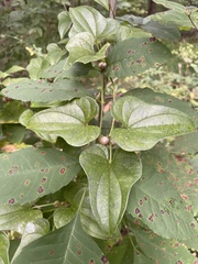 Dioscorea polystachya