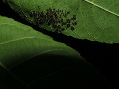 Corythucha juglandis