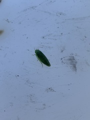 Rugosana querci