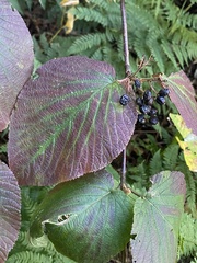 Viburnum lantanoides