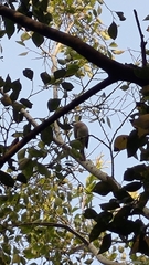 Pycnonotus sinensis formosae