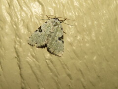 Leuconycta diphteroides