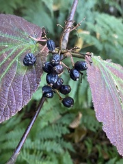 Viburnum lantanoides