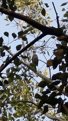 Pycnonotus sinensis formosae