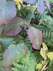 Viburnum lantanoides