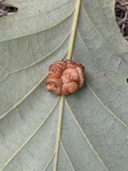Andricus nigricens