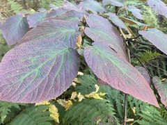 Viburnum lantanoides