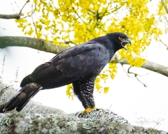 Spizaetus tyrannus