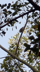 Pycnonotus sinensis formosae