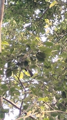 Pycnonotus sinensis formosae