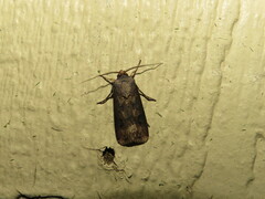 Agrotis ipsilon